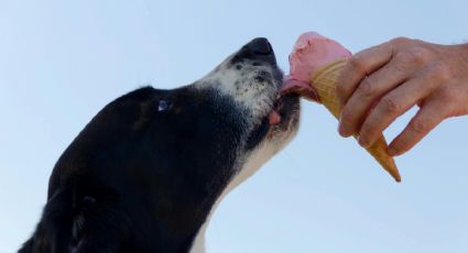 Perrito hace fila para recibir un helado y causa ternura en redes sociales