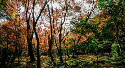 No es Canadá: descubre el Pueblo Mágico con su propio bosque de maple