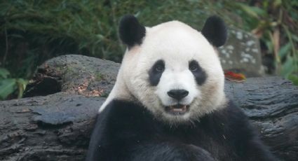 Zoológico en Corea sorprende a un panda con sus hojas favoritas y su reacción enternece a todos