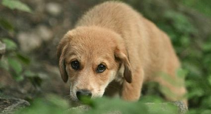 Perrito extraviado reaparece en Mérida con un empleo de inspección en central de autobuses