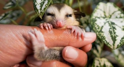Turista rescata a una zarigüeya bebé que se ahogaba en un río y le da una nueva vida