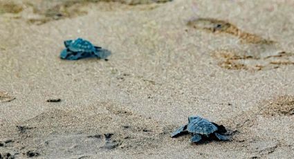 Encuentro por la conservación de la tortuga marina en Chiapas: FECHAS y actividades