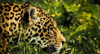 ¡Ternura total! Jaguar embarazada es captada en video paseando por Campeche