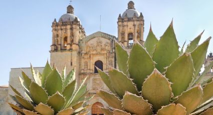 Así son los agaves de Oaxaca para conocer una bebida espirituosa: VIDEO