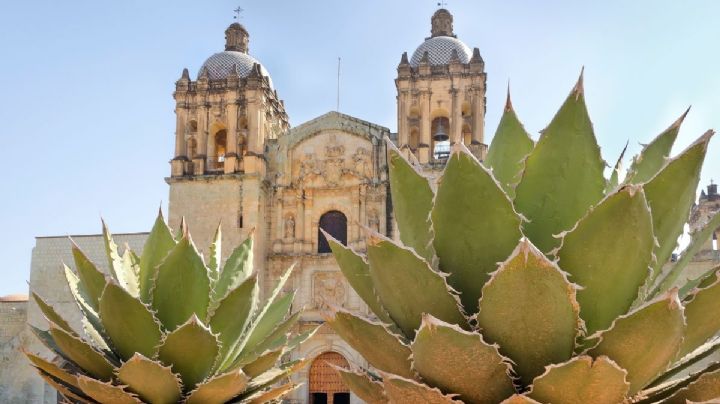 Así son los agaves de Oaxaca para conocer una bebida espirituosa: VIDEO