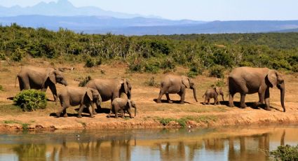 Los mejores consejos para disfrutar safaris y excursiones en la naturaleza de manera segura