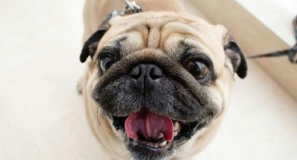 El verdadero motivo por el que los pugs NO pueden viajar en avión