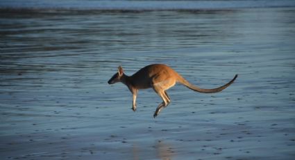 Canguro australiano se hace viral al pasear tranquilamente sobre el mar
