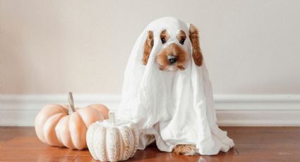 Perrito fantasma cautiva las redes sociales con su disfraz de Día de Muertos