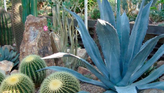Los pueblos de México donde puedes admirar las cactáceas más hermosas del país