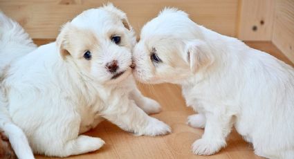 Perrito se emociona al descubrir que sus dueños adoptaron a su hermana y causa ternura
