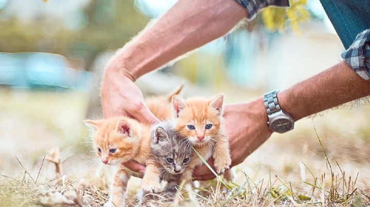 ¡Heróico! Así fue el momento en que un gato salva a un bebé de un oso