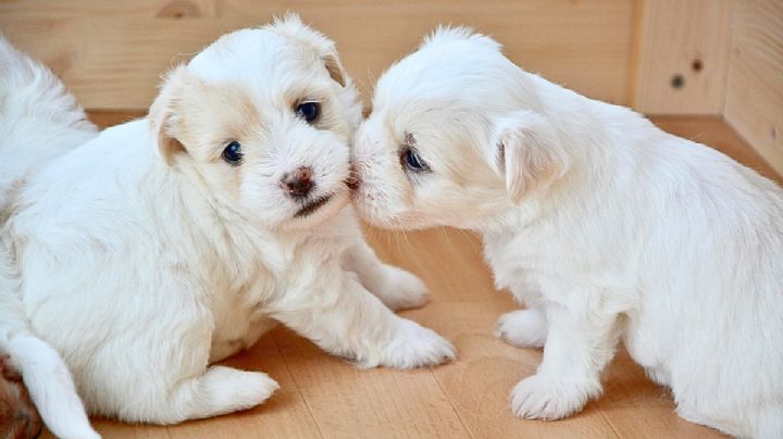Perrito se emociona al descubrir que sus dueños adoptaron a su hermana y causa ternura