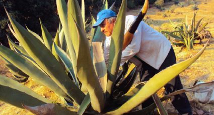 Feria del Pulque 2025 te espera en Atizapán, municipio del Estado de México