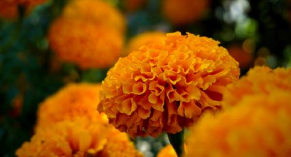 La leyenda de la flor de cempasúchil que alumbra el camino de las almas en Día de Muertos