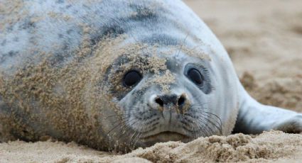 Foca disfruta un baño de arena en la playa y causa sensación en redes sociales