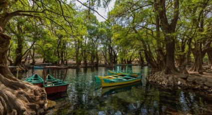 El paraíso de aguas cristalinas rodeado de ahuehuetes milenarios que puedes conocer en Michoacán