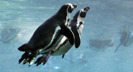 Pasarela de pingüinos causa sensación en el internet y así lucen estos simpáticos animalitos