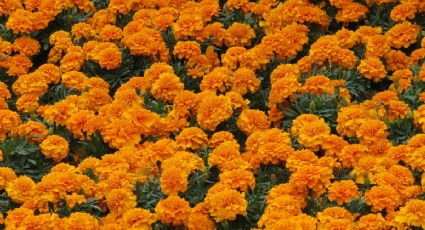 Día de Muertos 2025 en CDMX: Los mercados para comprar cempasúchil esta temporada