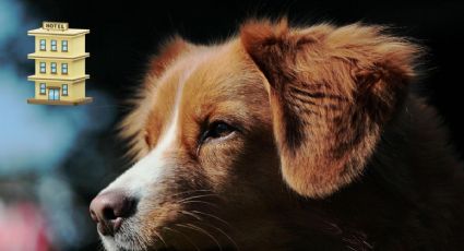 Planes pet-friendly para el Buen Fin y puente de noviembre: dónde viajar con tu mascota