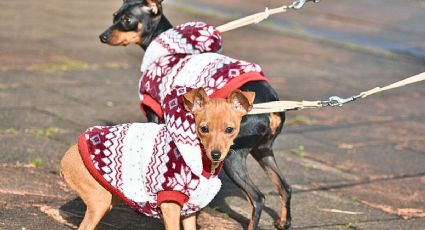 Perritos viajeros navideños llegan a Chignahuapan en moto y así conquistaron las redes sociales