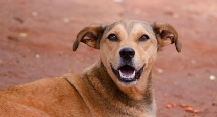 ¡Héroe! Vendedor regala comida a perrito callejero que va a su local y causa ternura en redes