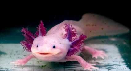 Ruta del Ajolote para disfrutar un paseo en bici por la zona lacustre de Xochimilco