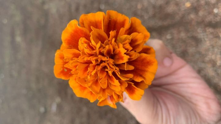 ¿Te sobraron flores de cempasúchil? Así puedes reciclarlas para ayudar al medio ambiente