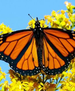Mariposas Monarca llegan a México y este es el santuario más cercano a la CDMX para verlas