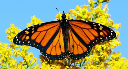 Mariposas Monarca llegan a México y este es el santuario más cercano a la CDMX para verlas