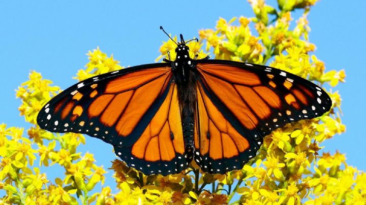 Mariposas Monarca llegan a México y este es el santuario más cercano a la CDMX para verlas