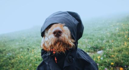 ¿Frente frío? Así puedes proteger a tus mascotas en tus viajes