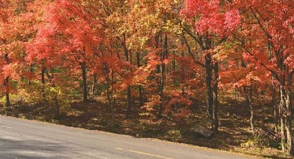 No es Canadá: El bosque de maple con paisajes únicos para visitar en México