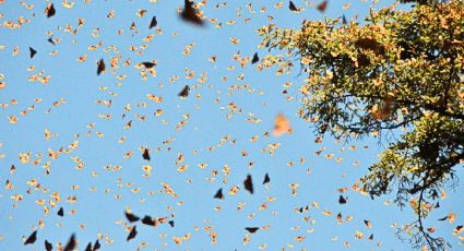 Así fue el recorrido de la primera mariposa monarca monitoreada con GPS desde EU a México