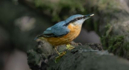 Los destinos OFICIALES de México para hacer aviturismo y contactar con la naturaleza