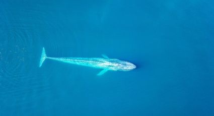 ¡Espectacular! Ballena jorobada albina es captada en las costas de Australia y cautiva las redes