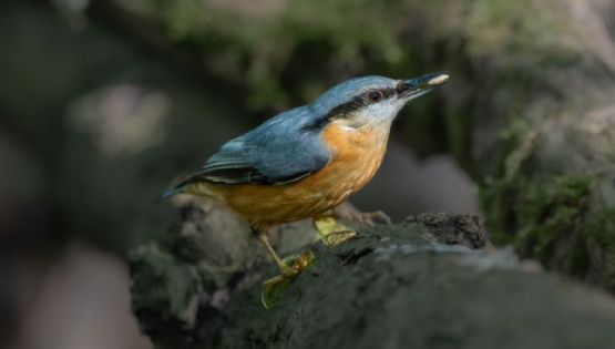 Los destinos OFICIALES de México para hacer aviturismo y contactar con la naturaleza