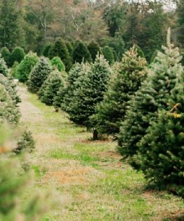 ¿Cuál es el bosque de árboles de Navidad cerca de la CDMX para decorar tu hogar?