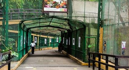 Trenecito de Chapultepec volverá a funcionar en 2026 y esto costará