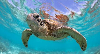 Así es la labor de recolectores para proteger a las tortugas marinas en playas de México