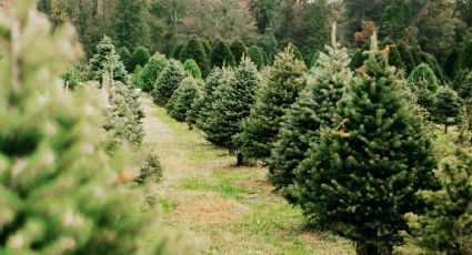 ¿Cuál es el bosque de árboles de Navidad cerca de la CDMX para decorar tu hogar?