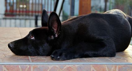 Aerolínea internacional adopta a perrito rescatado en un aeropuerto y conquista las redes