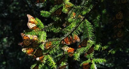 ¿Cómo y dónde ver mariposas monarca en Valle de Bravo?