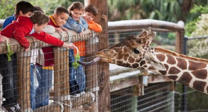 Zoológico de Guadalajara: Así es este lugar para convivir con animales al salir con niños