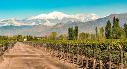 La ruta del vino en Mendoza: 3 bodegas imperdibles y premiadas a nivel mundial