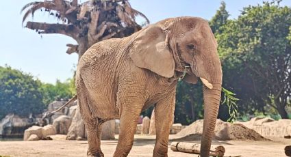 Zoológico de San Juan de Aragón cumple 61 años y así puedes disfrutar tu visita el finde