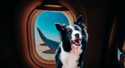 Viajes pet-friendly: el error que cometen muchos viajeros y que les impide llevar a sus mascotas