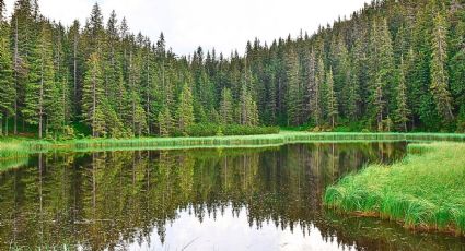 Los Pueblos Mágicos más bellos para conseguir árboles de navidad, según la IA