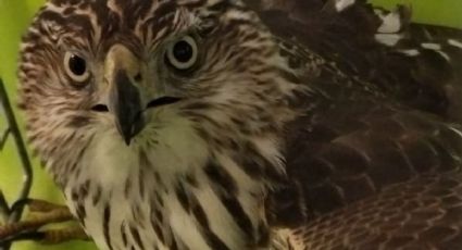 Así fue el rescate de un gavilán en las instalaciones de la Línea 12 del Metro CDMX