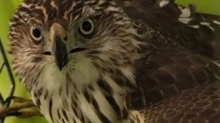 Así fue el rescate de un gavilán en las instalaciones de la Línea 12 del Metro CDMX